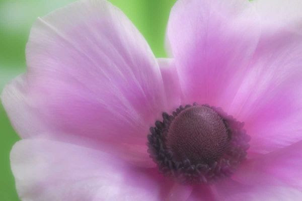 Washington, Seabeck Garden Flower Anemone